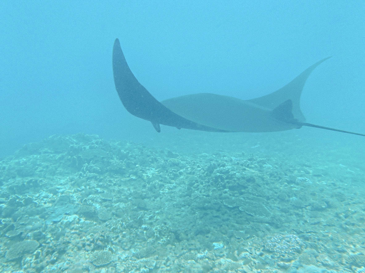 Manta Ray