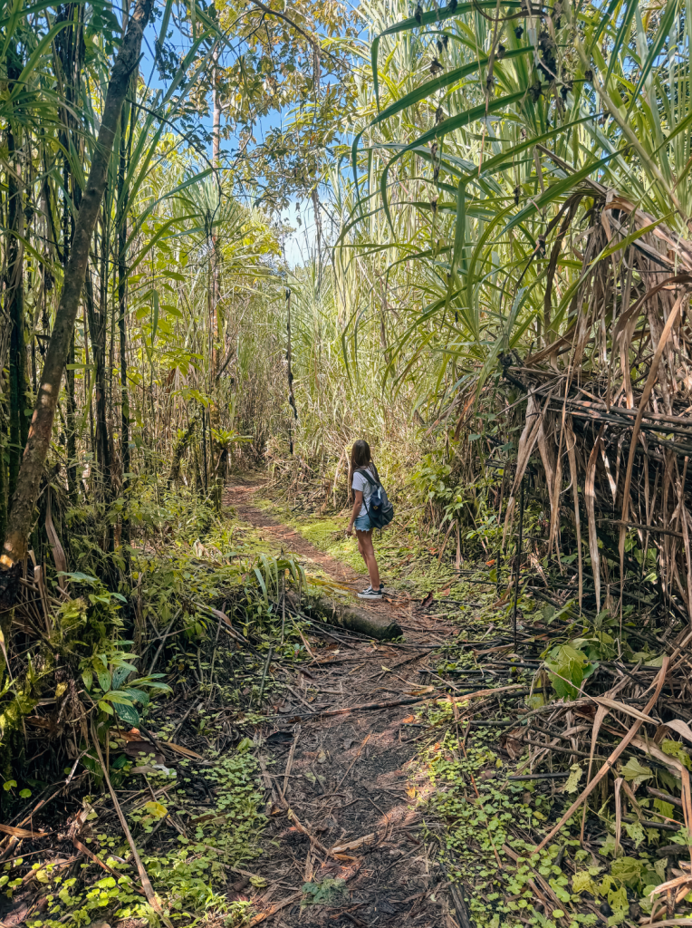 Sendero Las Heliconias