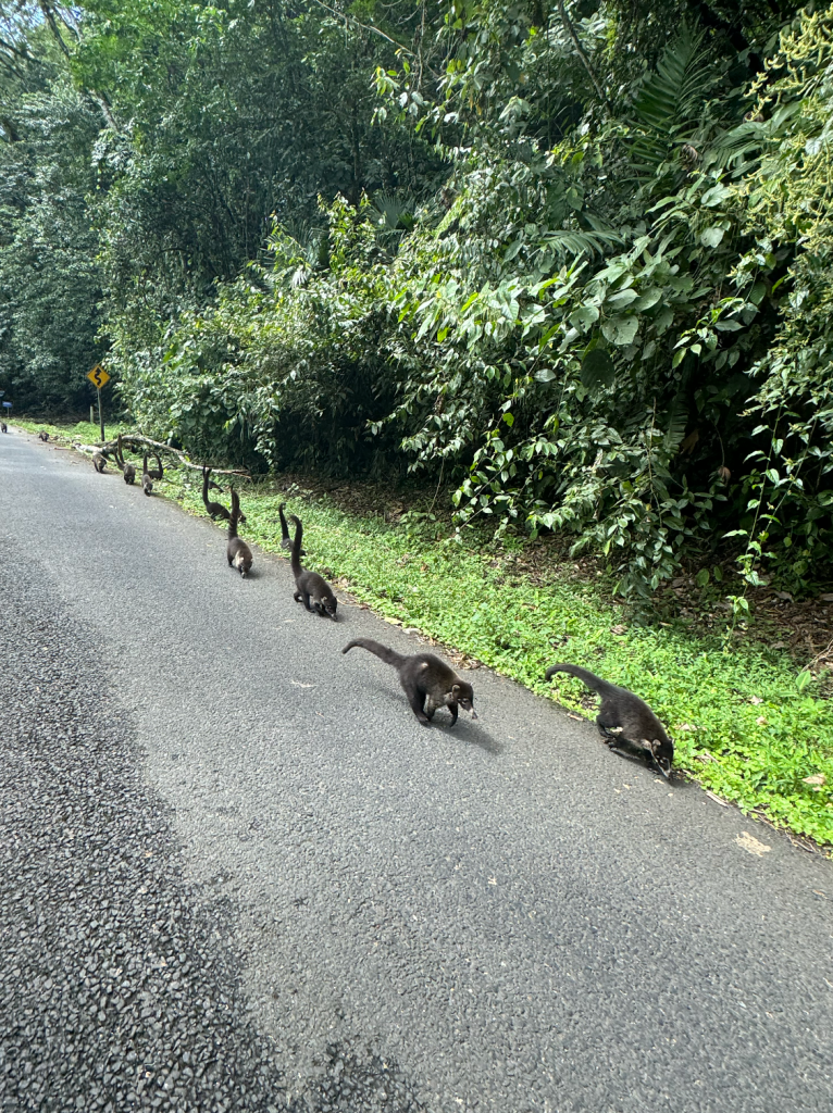 Coatíes en las carreteras de Costa Rica