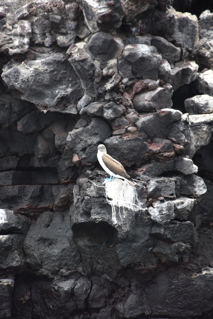 Piquero de patas azules